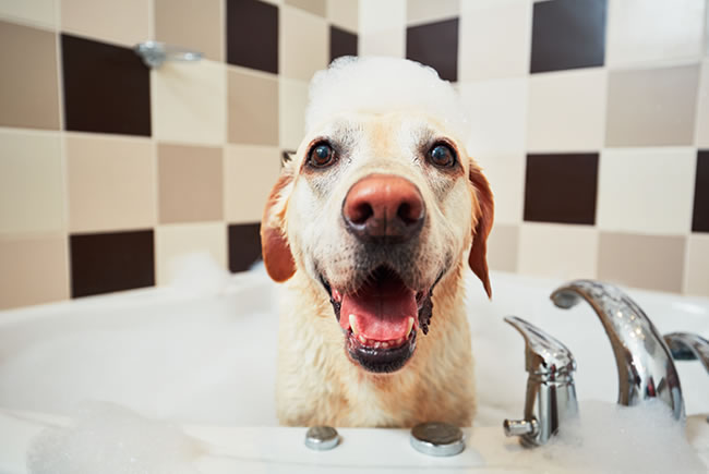 Cuidados na hora do banho do seu pet