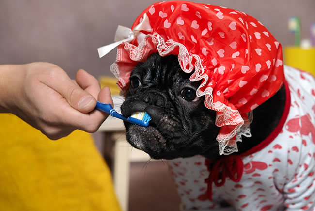 Benefícios da higiene bucal para os cães