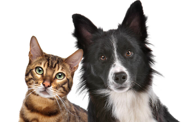 Quem é mais inteligente, o cão ou o gato?