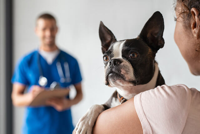 Conheça seis benefícios da castração de cães e gatos