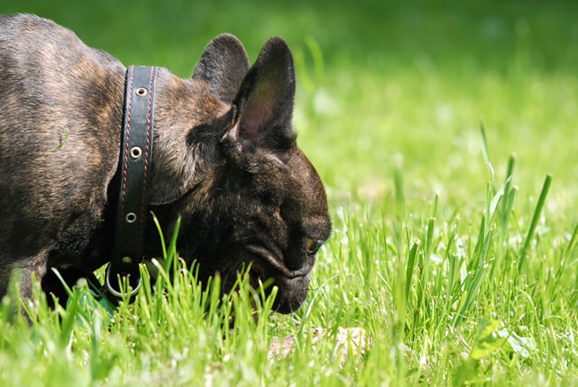 Comer grama faz bem para os cães?