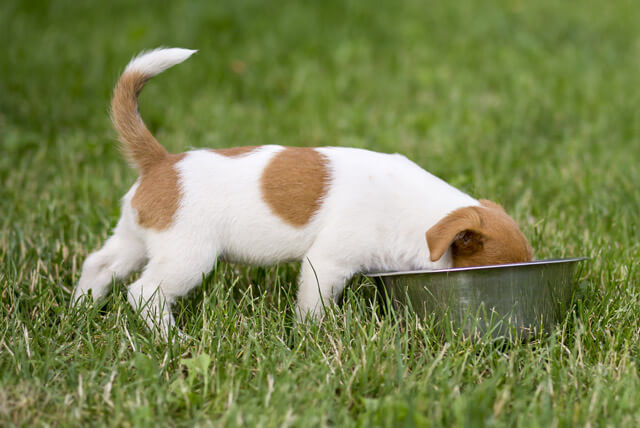 Cuidados básicos com a alimentação do seu pet