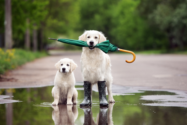 Cuidados com os pets nos dias de chuva
