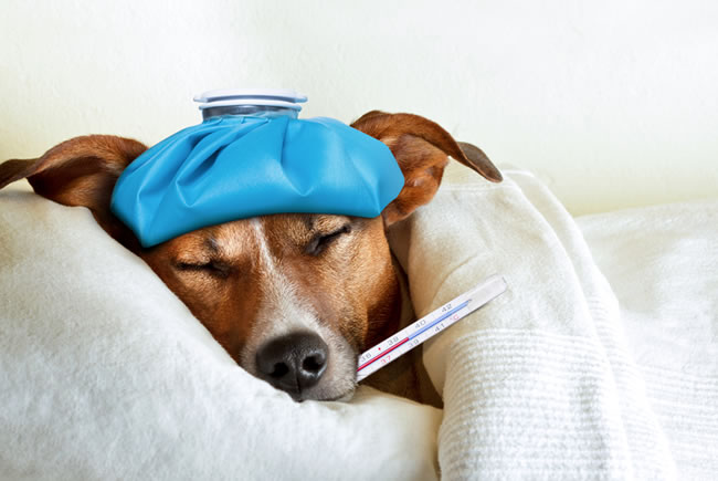 Cuidados contra a gripe nos cães