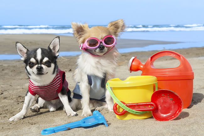 Cuidados na hora de levar seu pet para a praia