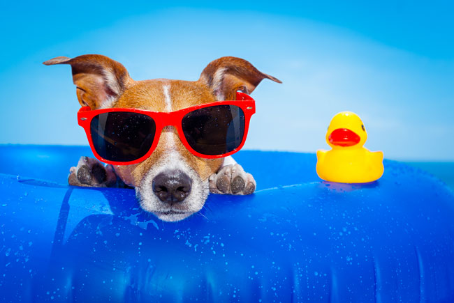 Cuidados para seu cão passar o verão numa boa