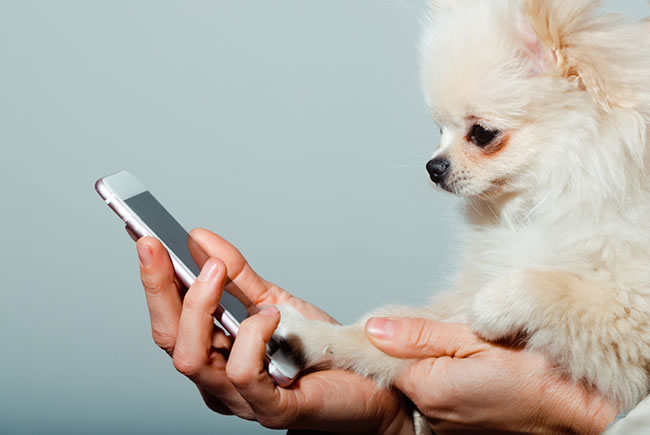 Instagram: como usar o filtro do cachorro