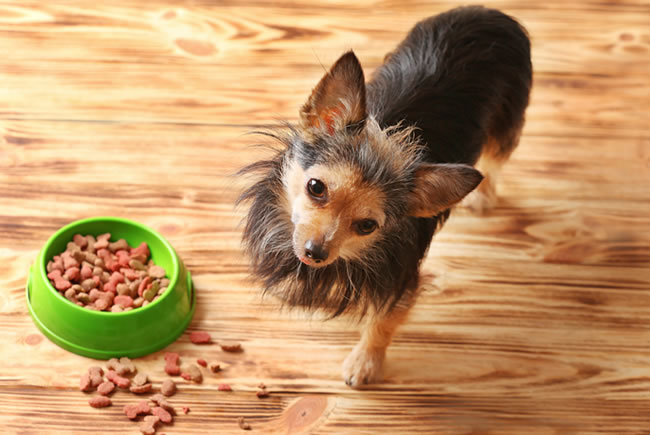 Obsessão dos cães por comida: o que fazer?