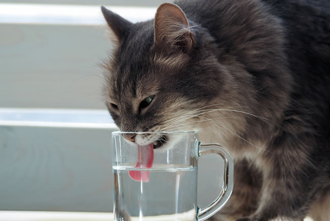 Dicas para os gatos beberem mais água