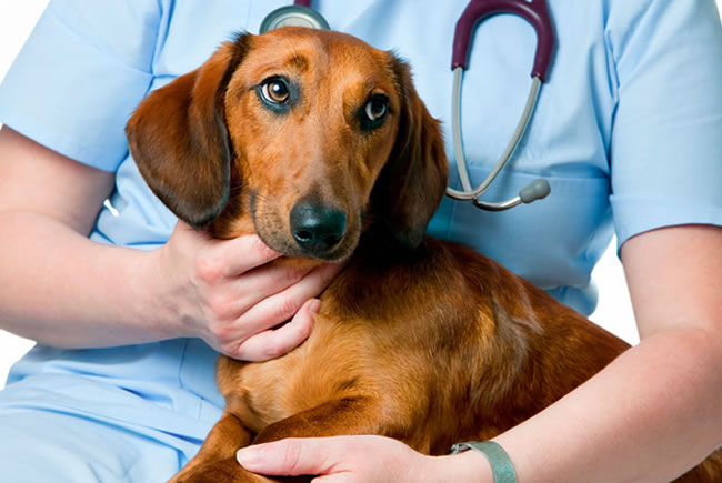 Doenças comuns em pets