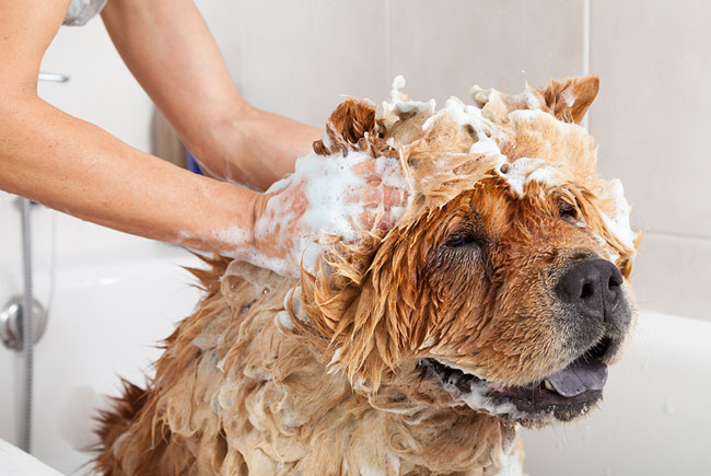 Economize dando banho em seu pet em casa, mas tenha cuidado!