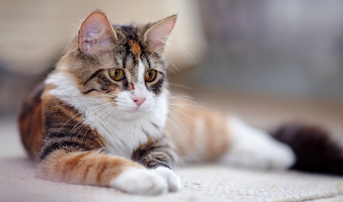 Esporotricose: risco para gatos e donos