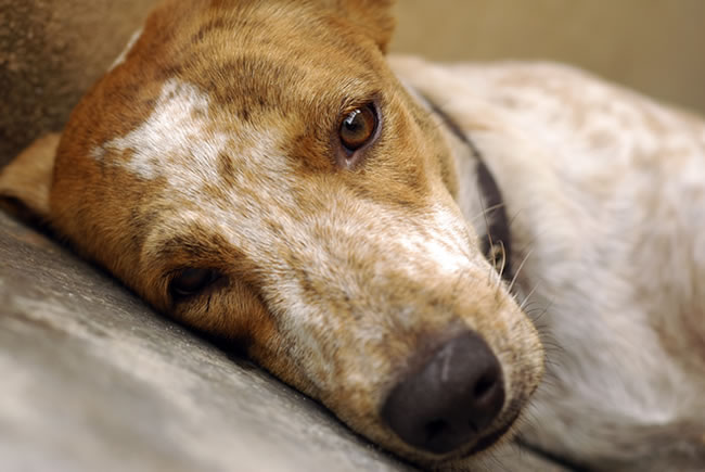 Fique de olho na gripe nos cães