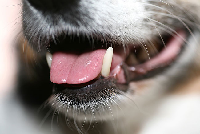 Higiene oral do cão exige cuidado diário