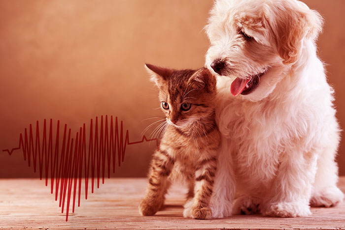 Hipertensão: doença de alto risco para cães e gatos
