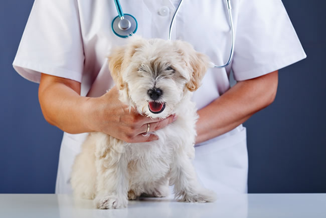 O poder dos exames de imagens no tratamento de cães e gatos