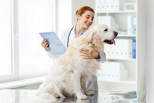 Onde levar o seu pet na hora do cuidado médico-veterinário