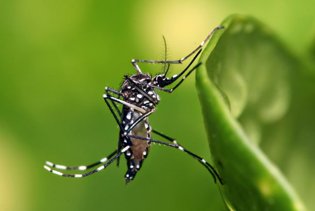 Os riscos do Aedes aegypti para os pets