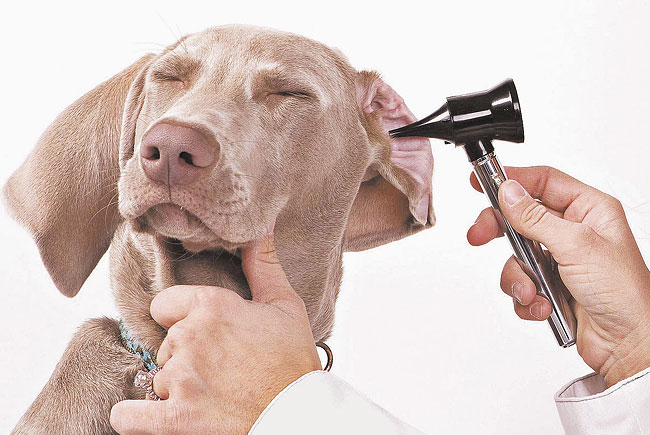 Otite, um risco para os ouvidos dos cães