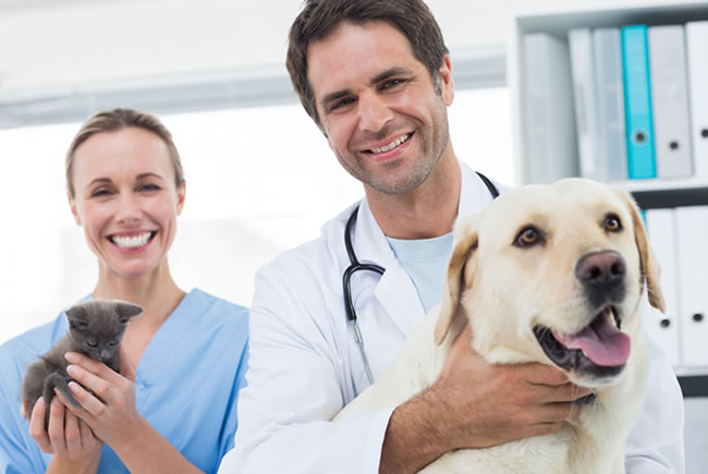 Pets contam com ajuda dos veterinários especialistas