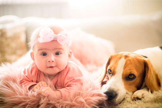 Pets e a chegada de um bebê em casa