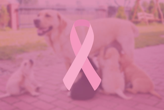 Outubro Rosa: prevenção também para os pets