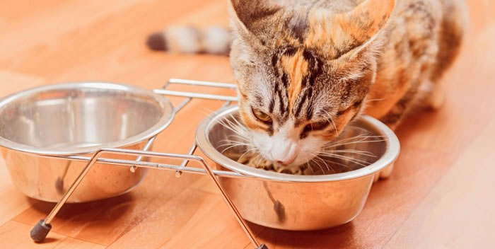 Cuidado com a alimentação do seu gato