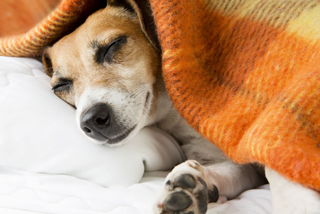 Temperaturas baixas requerem cuidados especiais com os pets