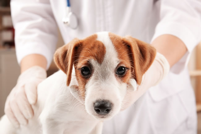Um alerta contra doenças renais nos pets